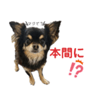 【日常】チワワのくるみ（個別スタンプ：35）