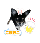 【日常】チワワのくるみ（個別スタンプ：38）