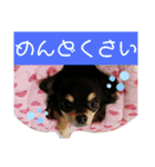【日常】チワワのくるみ（個別スタンプ：39）