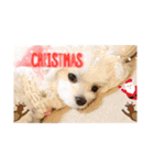 ❤️୨୧MerryX'mas ୨୧❤️（個別スタンプ：6）