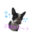 あんこ0219（個別スタンプ：4）