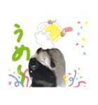 あんこ0219（個別スタンプ：7）