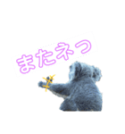 コアラのとある日常（個別スタンプ：4）