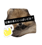 ポメラニアンの日常喜怒哀楽！（個別スタンプ：1）