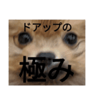 ポメラニアンの日常喜怒哀楽！（個別スタンプ：7）