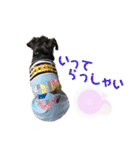 黒シュナ ゴンちゃんスタンプ（個別スタンプ：12）