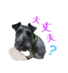 黒シュナ ゴンちゃんスタンプ（個別スタンプ：23）
