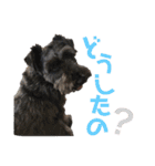 黒シュナ ゴンちゃんスタンプ（個別スタンプ：34）