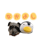 黒シュナ ゴンちゃんスタンプ（個別スタンプ：36）