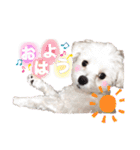 マルプーポーちゃん日常スタンプ（個別スタンプ：1）