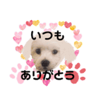 マルプーポーちゃん日常スタンプ（個別スタンプ：7）