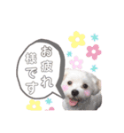 マルプーポーちゃん日常スタンプ（個別スタンプ：8）