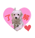 マルプーポーちゃん日常スタンプ（個別スタンプ：9）
