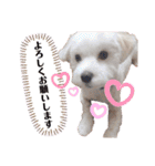 マルプーポーちゃん日常スタンプ（個別スタンプ：10）