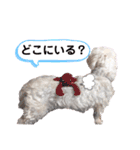 マルプーポーちゃん日常スタンプ（個別スタンプ：14）