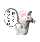 マルプーポーちゃん日常スタンプ（個別スタンプ：17）