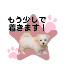 マルプーポーちゃん日常スタンプ（個別スタンプ：19）