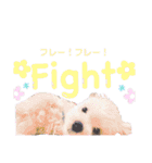 マルプーポーちゃん日常スタンプ（個別スタンプ：24）