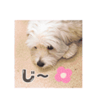 マルプーポーちゃん日常スタンプ（個別スタンプ：30）