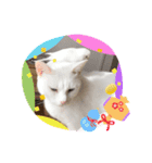猫の七五三（個別スタンプ：2）