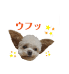 またまたモカちゃん日記（個別スタンプ：10）