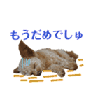 またまたモカちゃん日記（個別スタンプ：11）