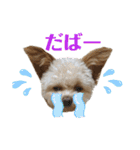 またまたモカちゃん日記（個別スタンプ：16）