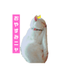 白猫“おやた”と仲間のスタンプ（個別スタンプ：1）