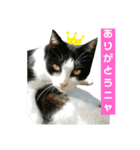 白猫“おやた”と仲間のスタンプ（個別スタンプ：2）