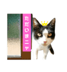 白猫“おやた”と仲間のスタンプ（個別スタンプ：3）