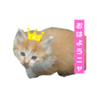 白猫“おやた”と仲間のスタンプ（個別スタンプ：10）