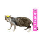 白猫“おやた”と仲間のスタンプ（個別スタンプ：11）
