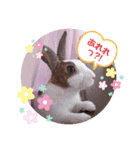 お茶目なkokkochan（個別スタンプ：1）