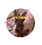 お茶目なkokkochan（個別スタンプ：3）