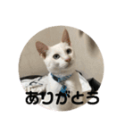 あんじーと14にゃんず 22（個別スタンプ：3）