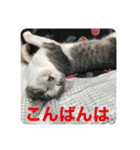 あんじーと14にゃんず 22（個別スタンプ：5）