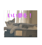 あんじーと14にゃんず 22（個別スタンプ：6）
