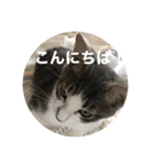 あんじーと14にゃんず 22（個別スタンプ：7）