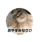 あんじーと14にゃんず 22（個別スタンプ：8）