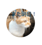 あんじーと14にゃんず 22（個別スタンプ：11）