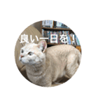 あんじーと14にゃんず 22（個別スタンプ：13）