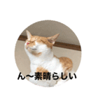 あんじーと14にゃんず 22（個別スタンプ：15）
