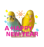 愛しのインコ・イベント＆日常編（個別スタンプ：1）