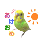 愛しのインコ・イベント＆日常編（個別スタンプ：3）