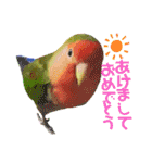 愛しのインコ・イベント＆日常編（個別スタンプ：5）