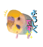 愛しのインコ・イベント＆日常編（個別スタンプ：6）