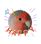 愛しのインコ・イベント＆日常編（個別スタンプ：7）