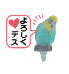 愛しのインコ・イベント＆日常編（個別スタンプ：8）
