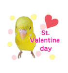愛しのインコ・イベント＆日常編（個別スタンプ：9）