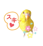 愛しのインコ・イベント＆日常編（個別スタンプ：10）